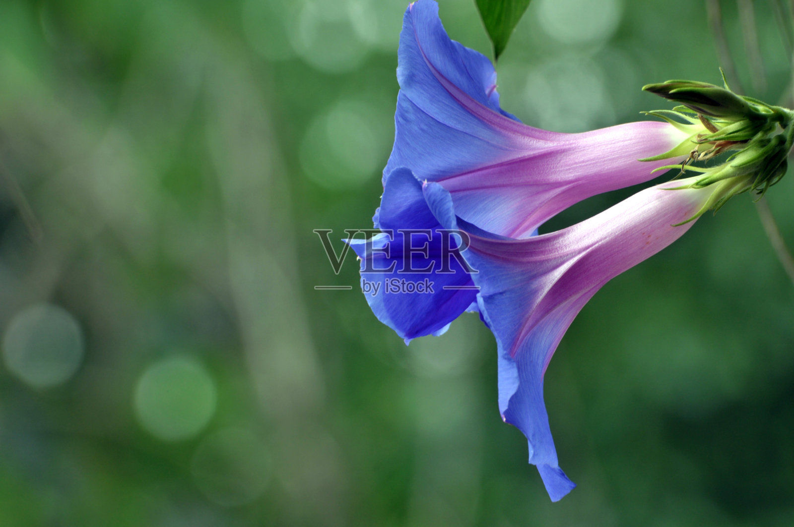 牵牛花照片摄影图片