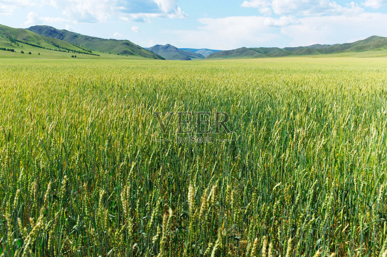 景观在蒙古照片摄影图片