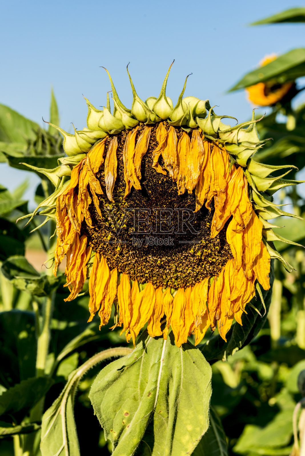 凋谢的向日葵花挂橙金色的叶子悲伤腐烂