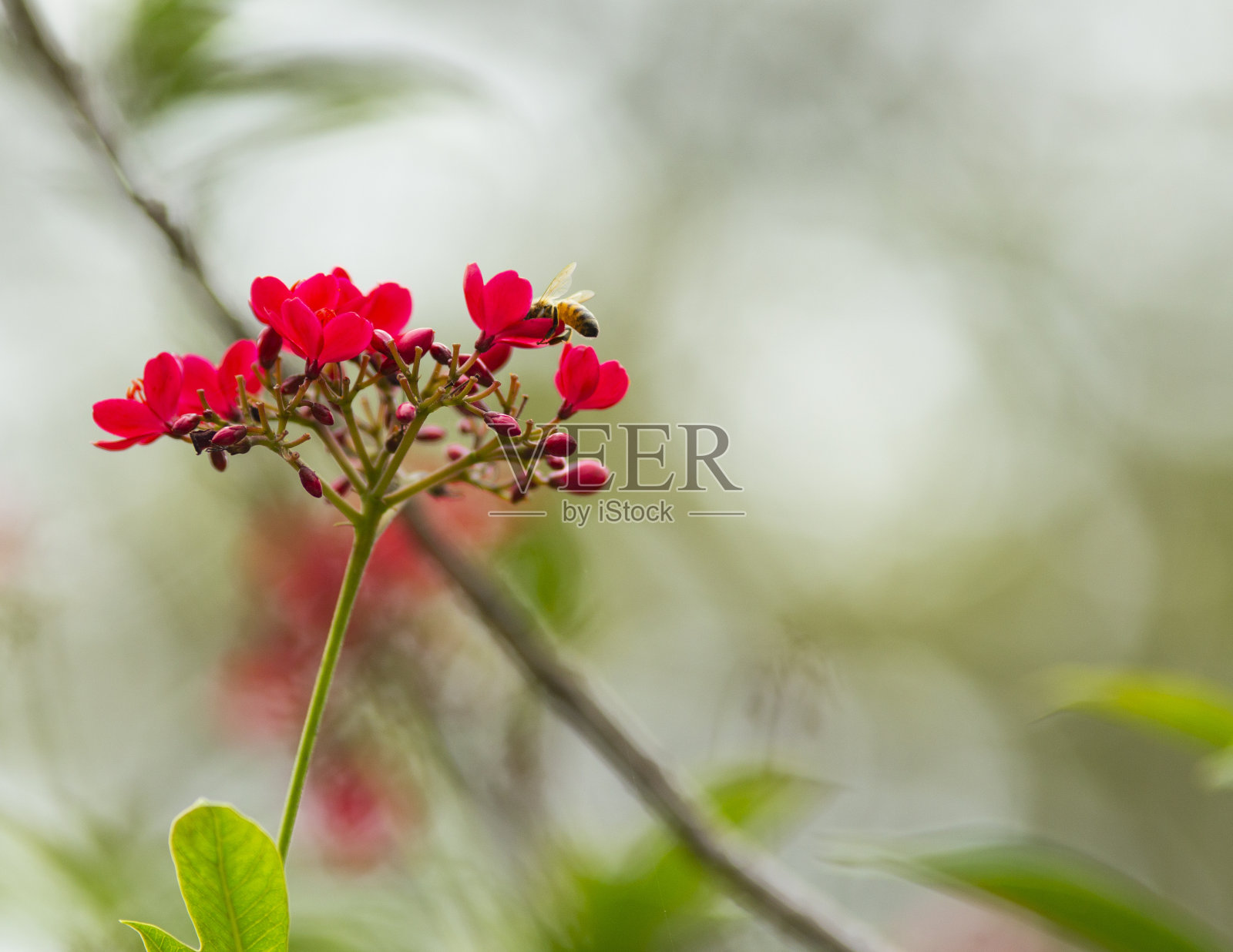 蜜蜂喂养照片摄影图片