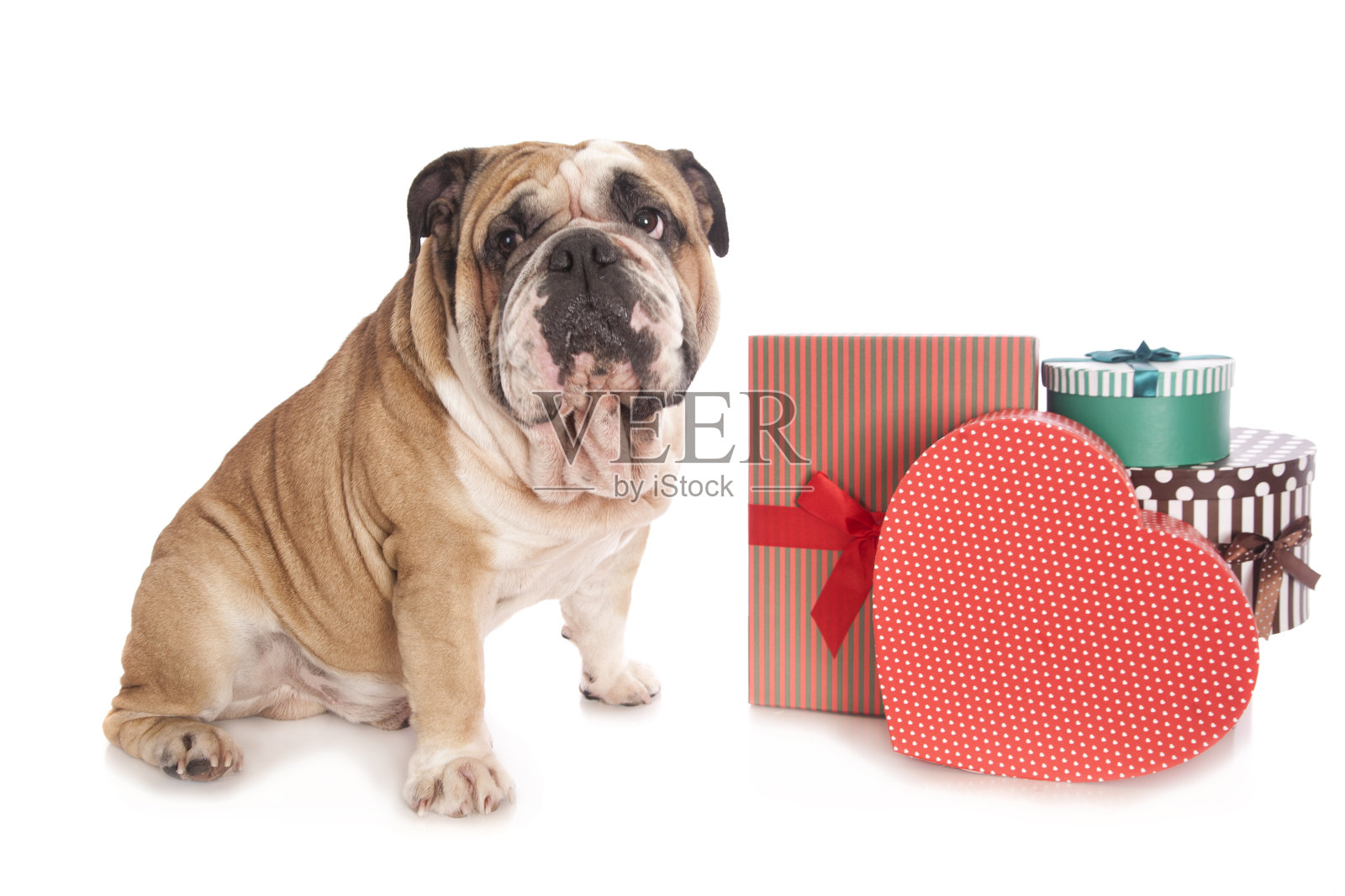 斗牛犬与礼物照片摄影图片