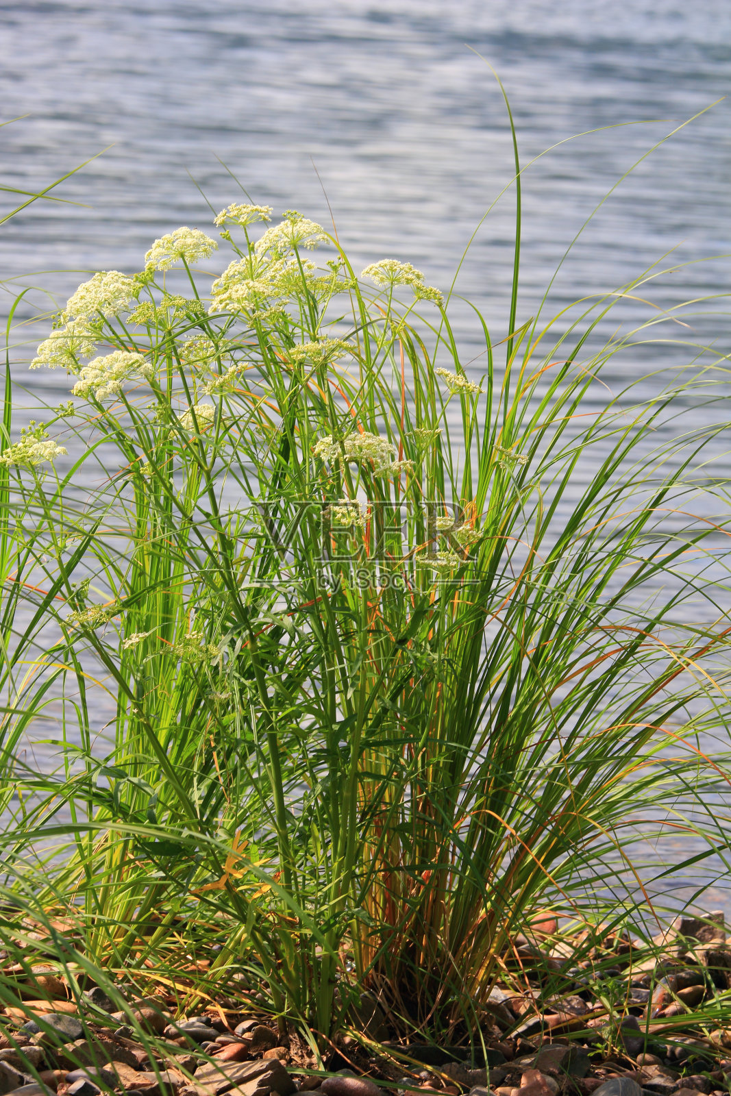 河边草照片摄影图片