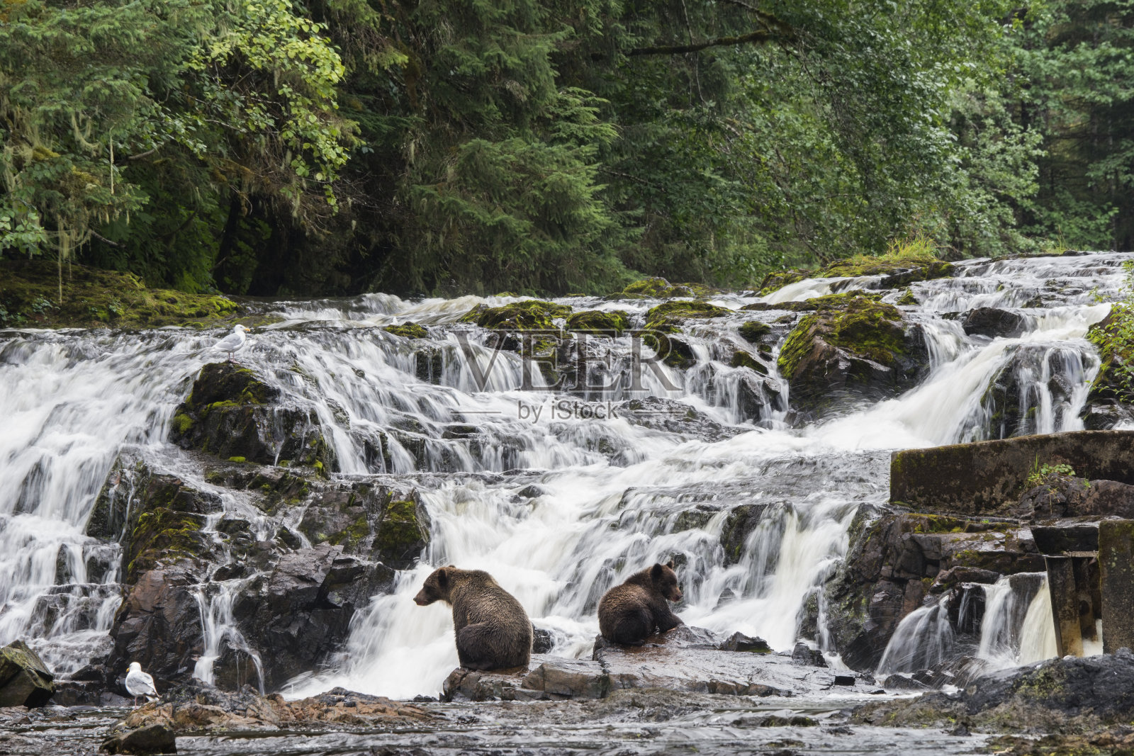 在阿拉斯加瀑布钓鱼的灰熊照片摄影图片