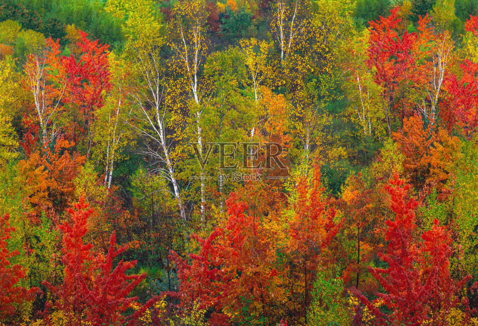 白桦林与高峰秋天的颜色，NH照片摄影图片