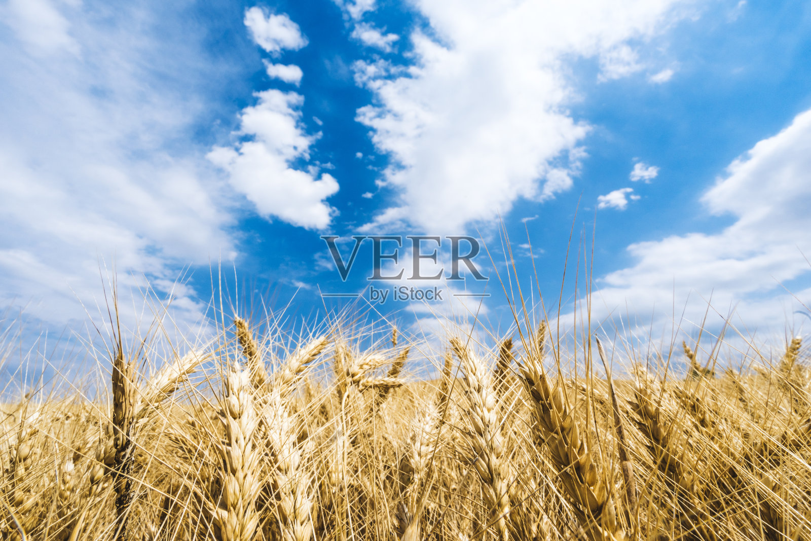 特写镜头的小麦照片摄影图片