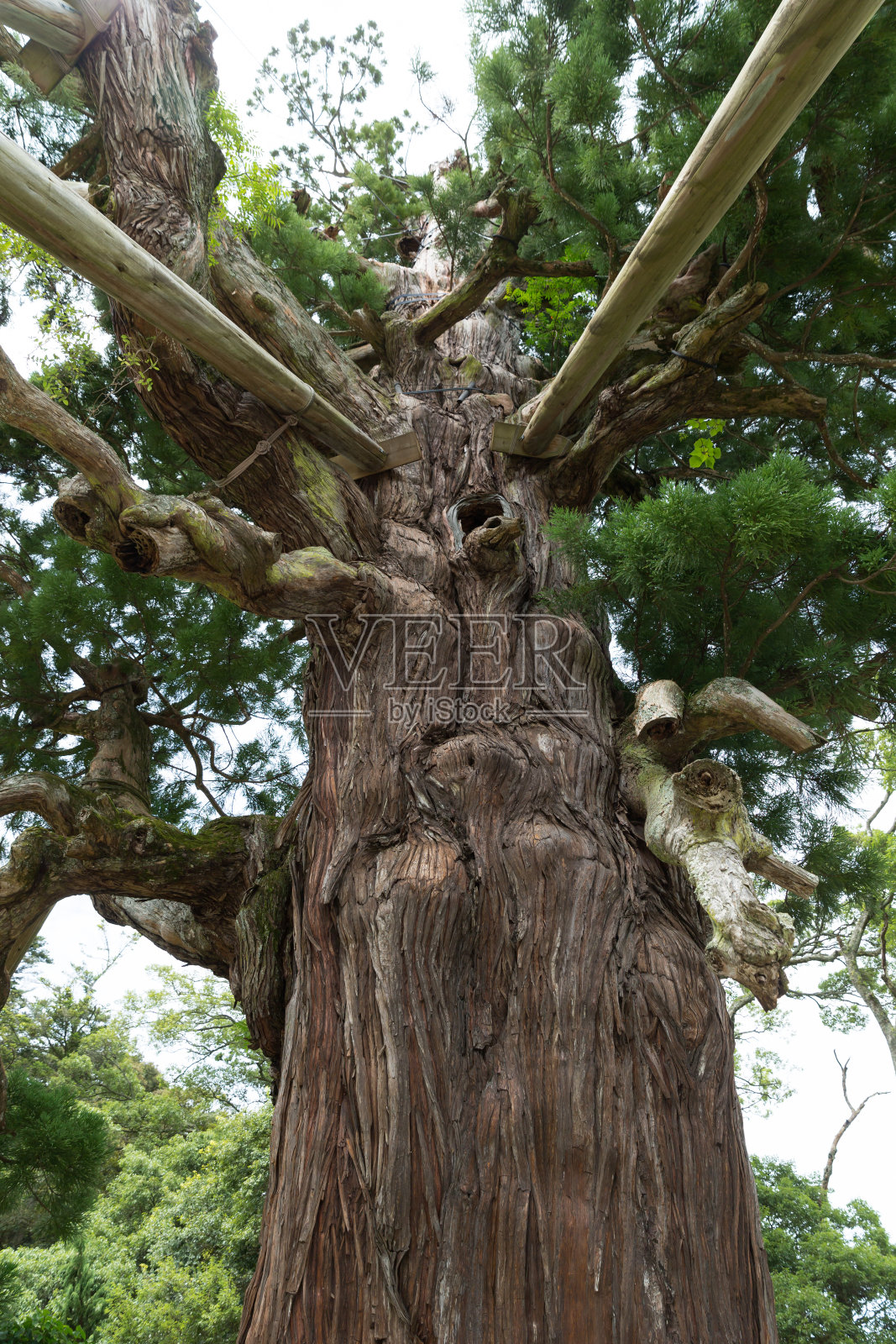 美丽OKI-island照片摄影图片
