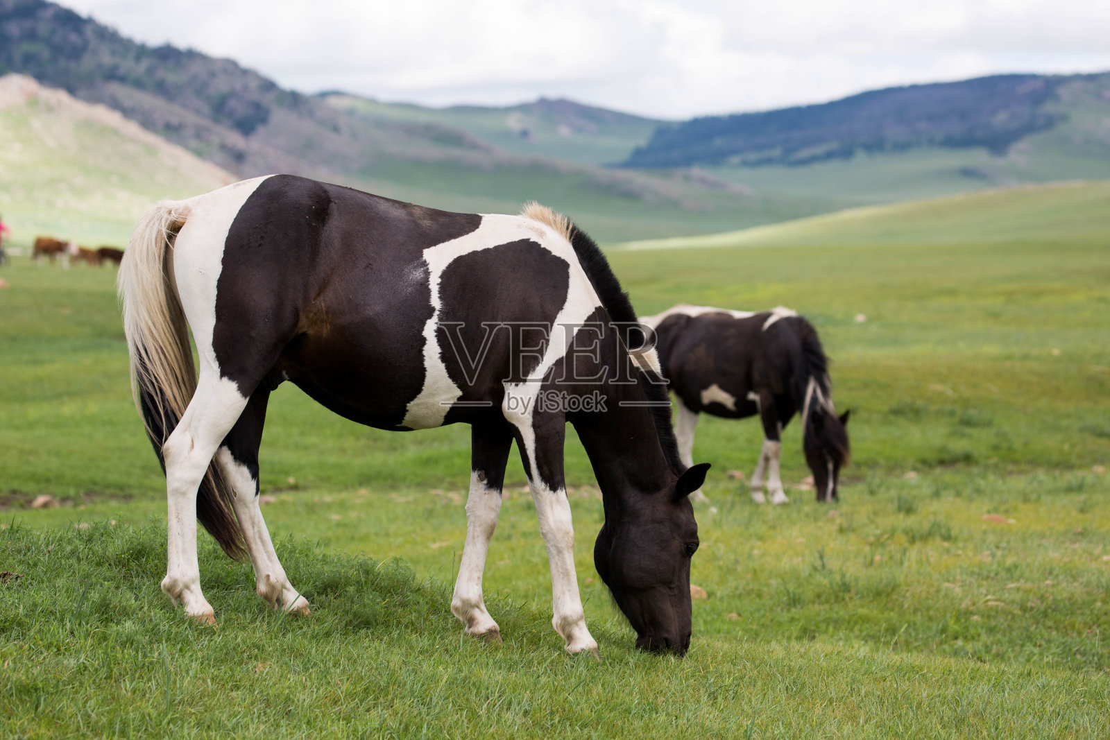 蒙古:草原上的马照片摄影图片