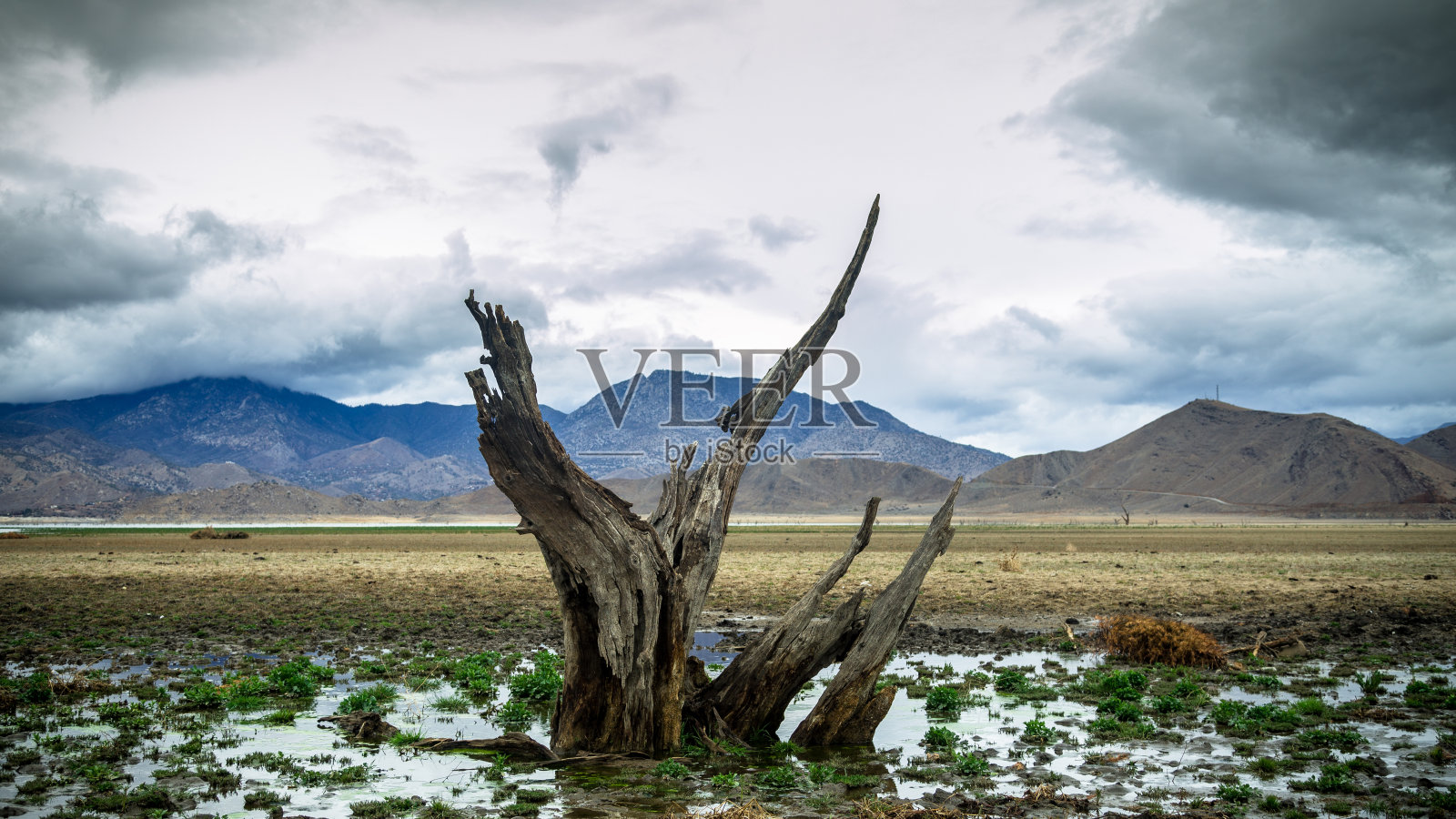 湖底的一棵枯树照片摄影图片