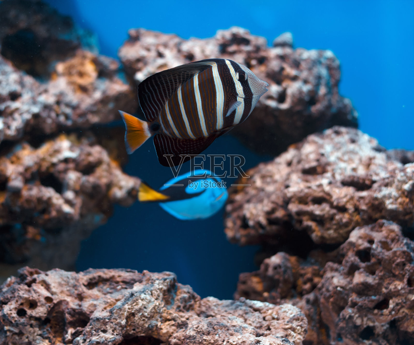 在水族馆的鱼缸里游泳的鱼照片摄影图片