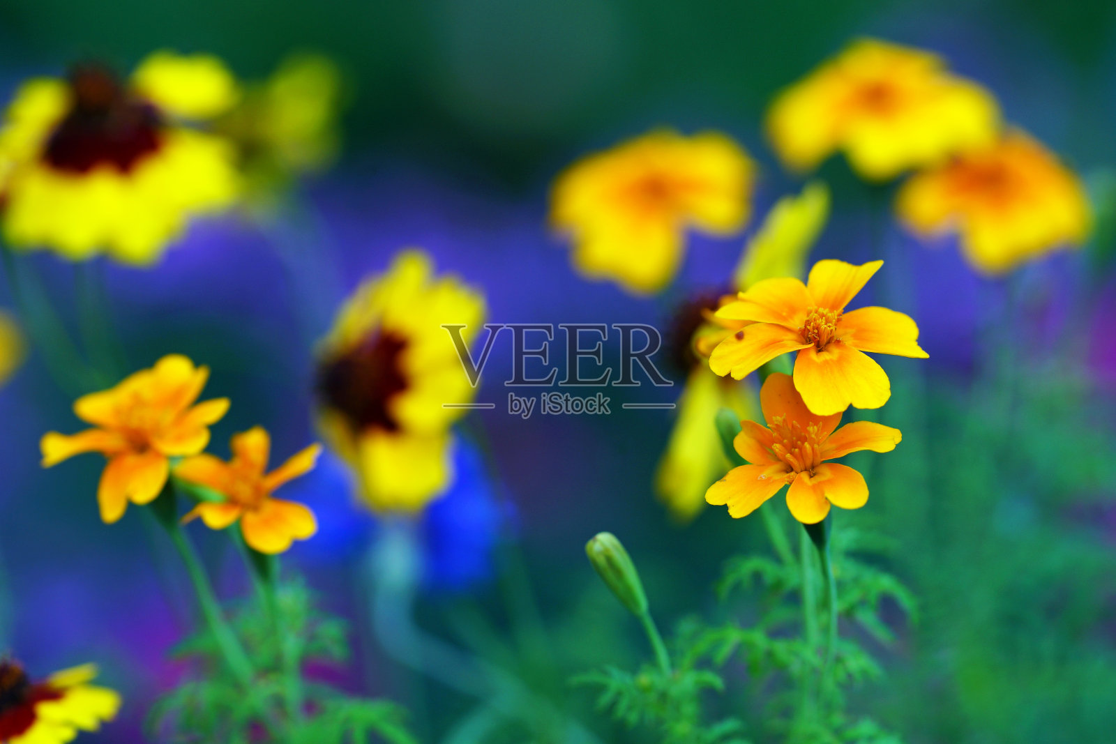 野花在夏天照片摄影图片