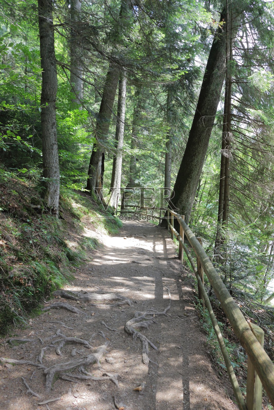 森林。照片摄影图片