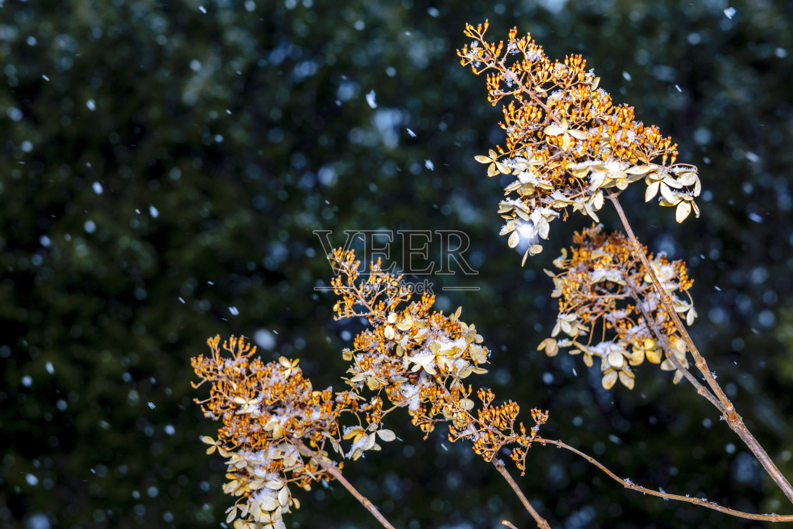 绣球和蜂巢照片摄影图片