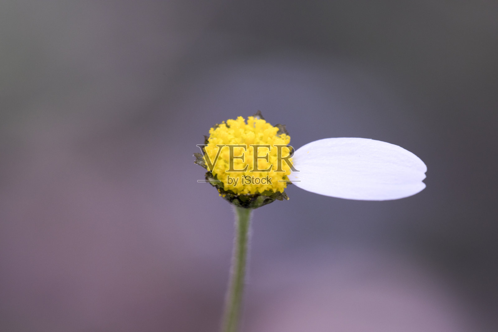 黛西照片摄影图片