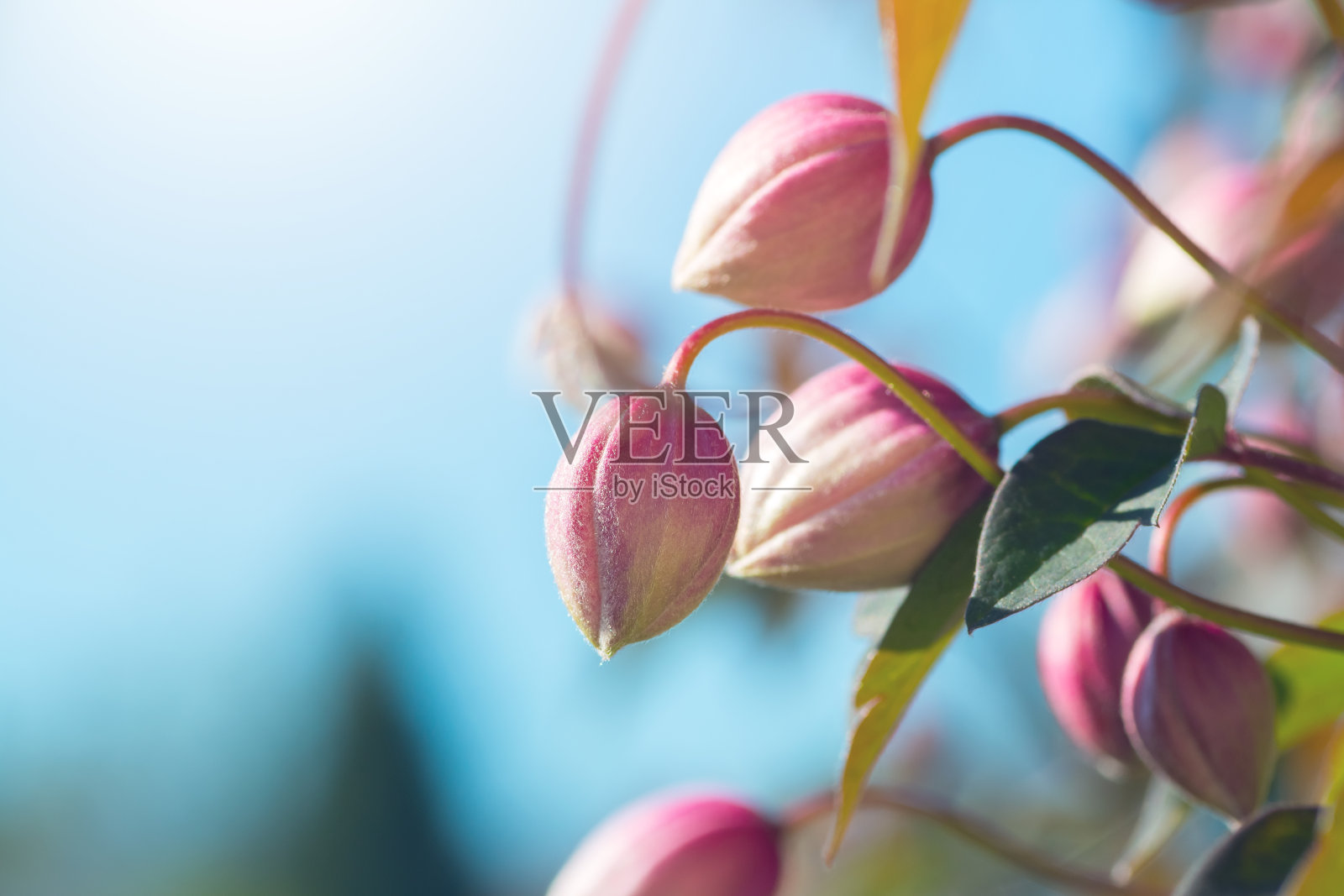 在春季阳光明媚的日子里，美丽的粉红色铁线莲花蕾从开花植物的宏照片摄影图片