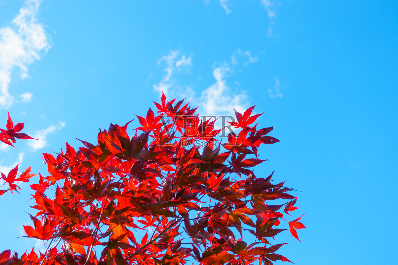 蓝天下的日本枫树照片摄影图片