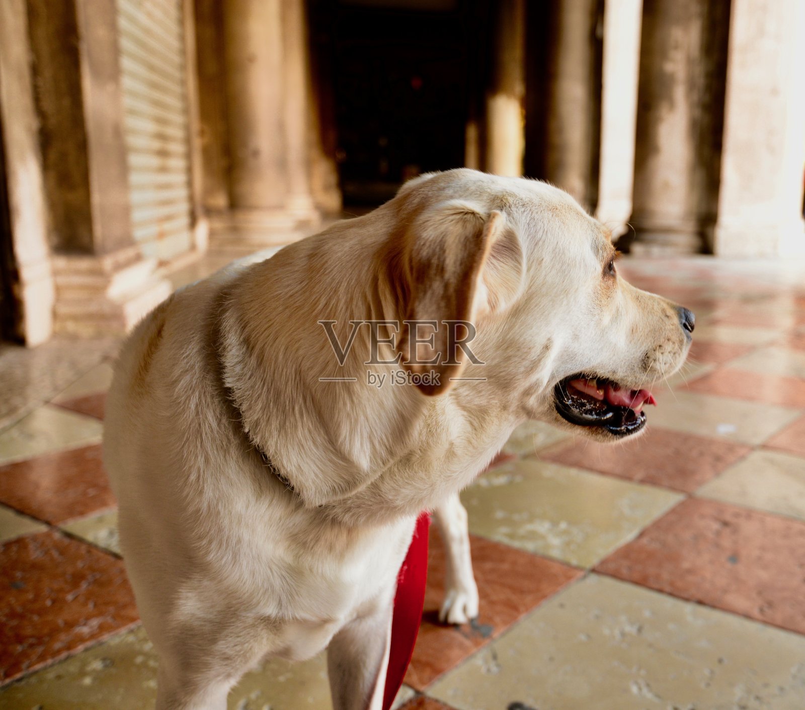 拉布拉多寻回犬照片摄影图片