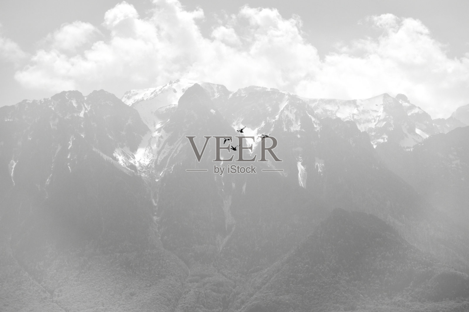 野鸭子编队飞过日内瓦湖照片摄影图片