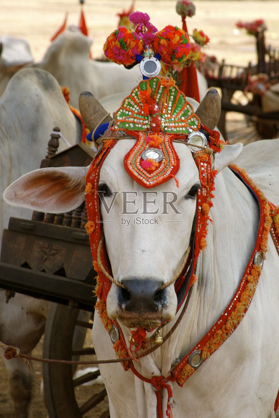 缅甸牛照片摄影图片