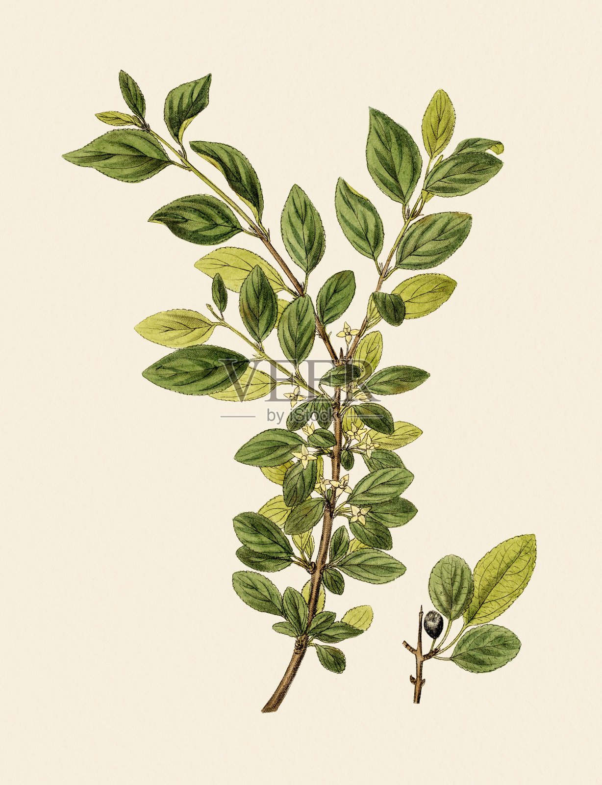 沙棘，19世纪的植物学例证插画图片素材