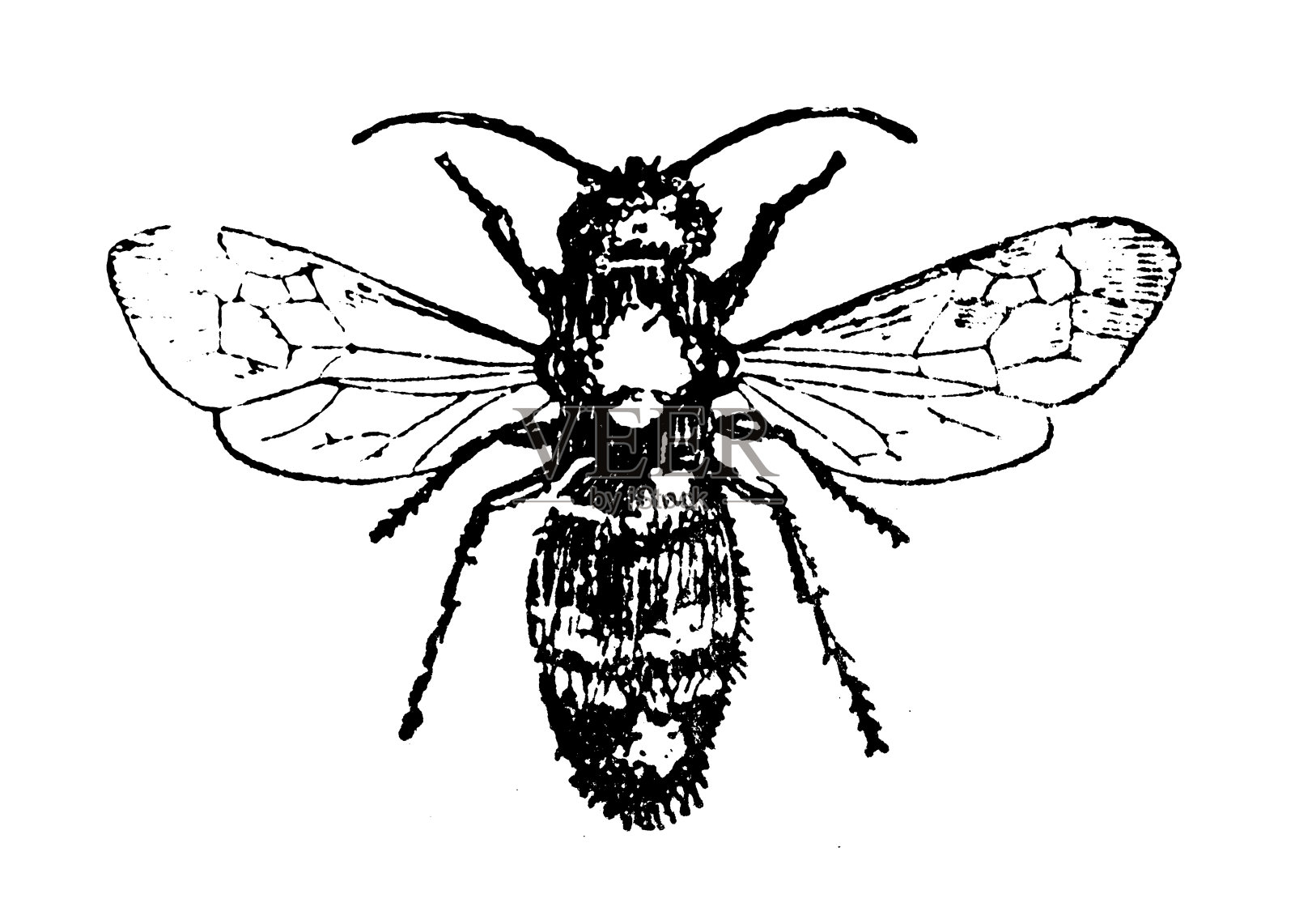 孤独蚂蚁的古董插图(欧洲残片)插画图片素材