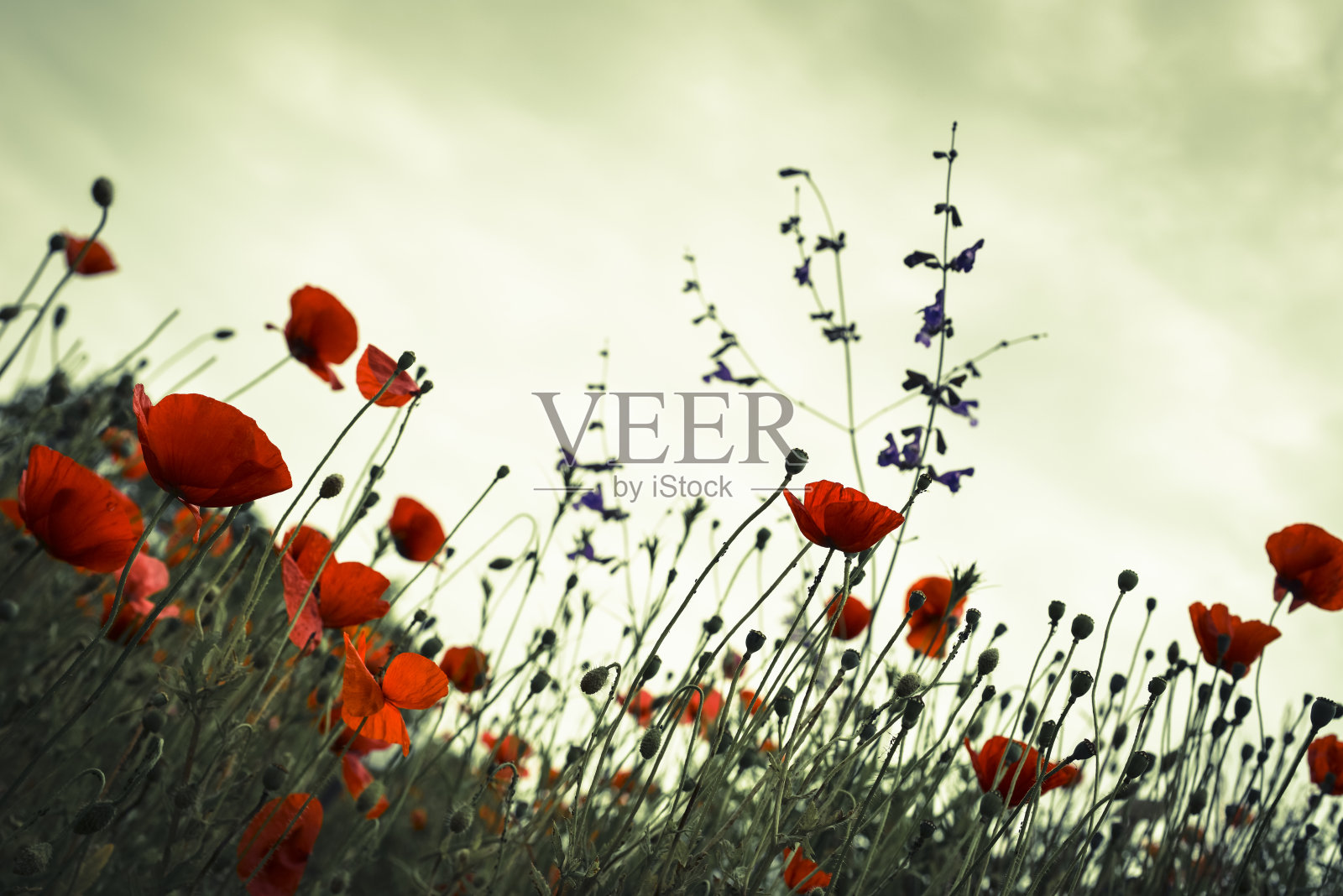 罂粟的印象照片摄影图片