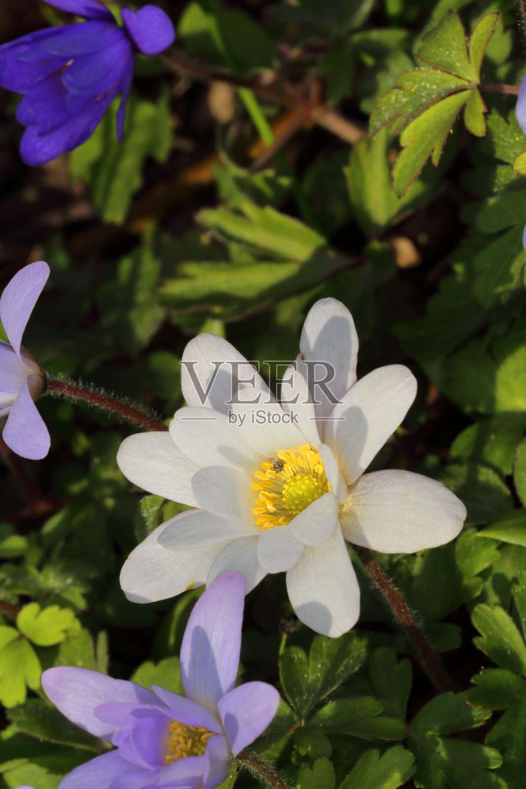 银莲花春花-大自然的美照片摄影图片