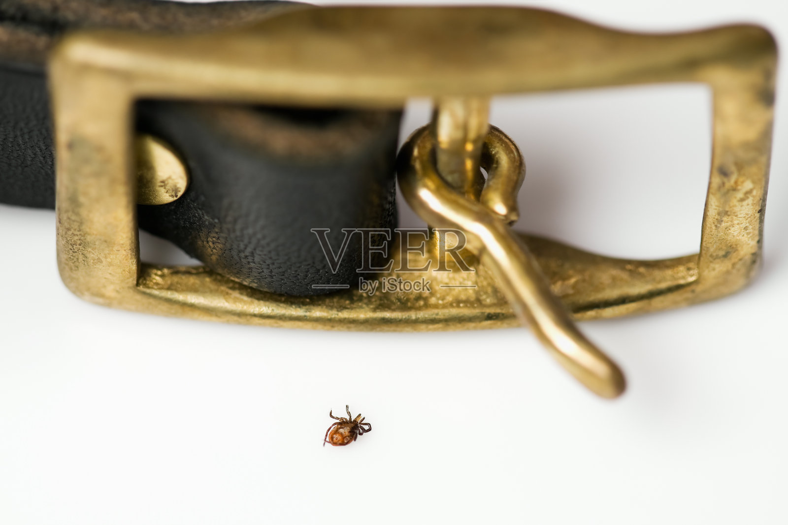 死鹿蜱和狗项圈扣照片摄影图片