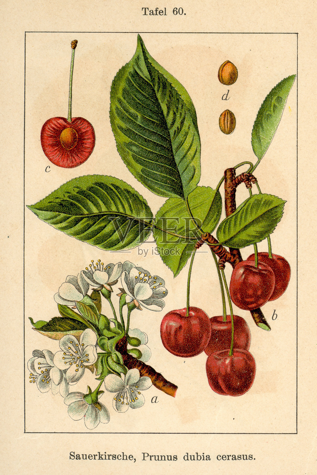 植物科FiA v08 t60樱插画图片素材