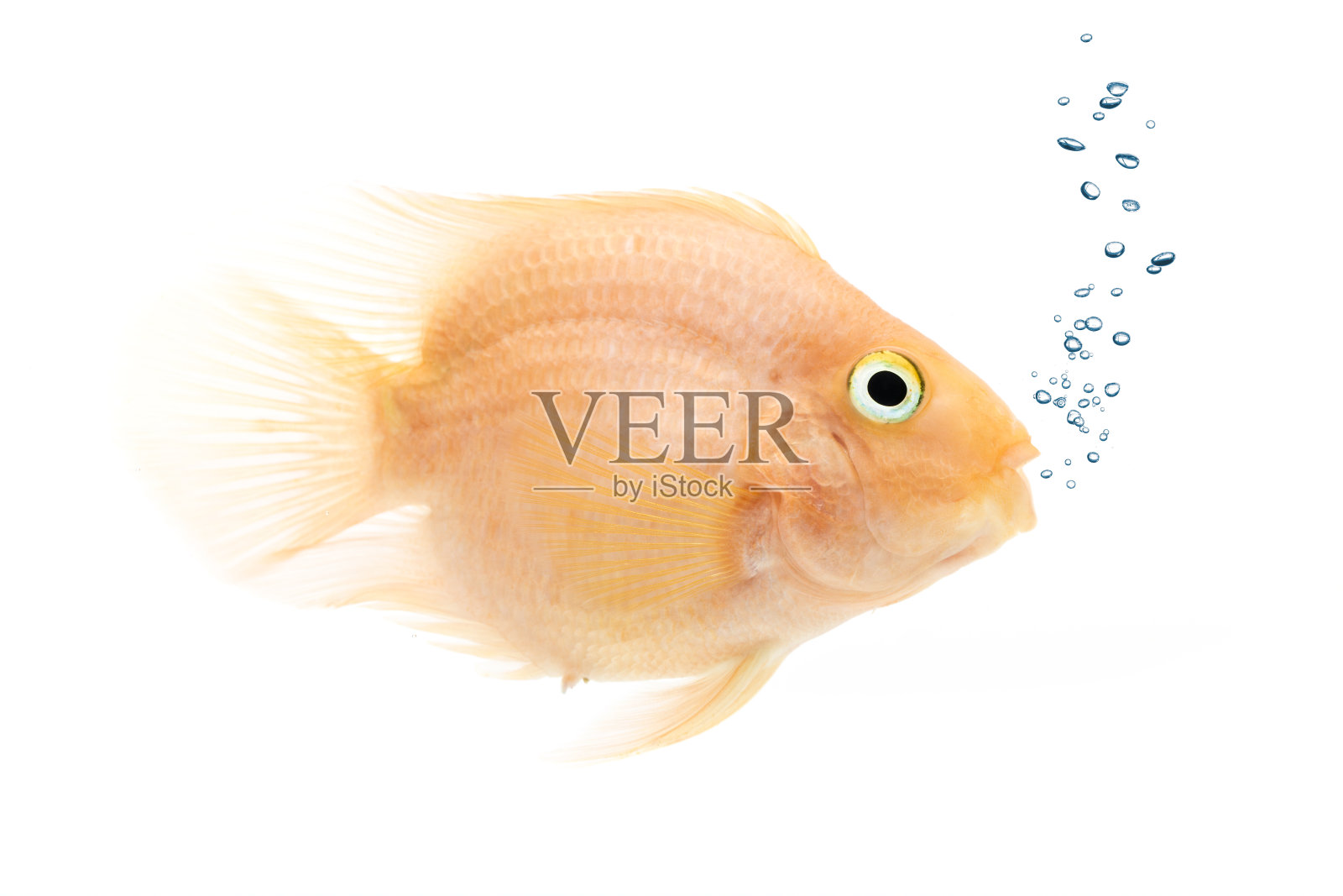 血鹦鹉鱼照片摄影图片