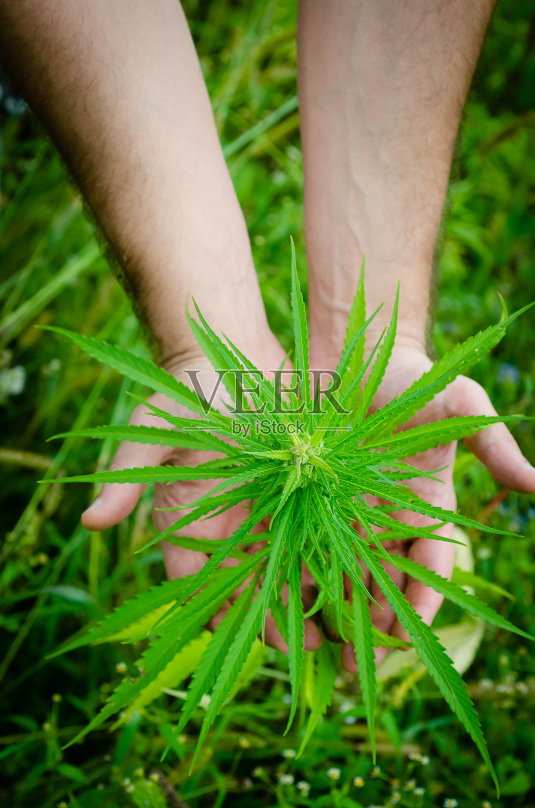 医用大麻芽在手照片摄影图片
