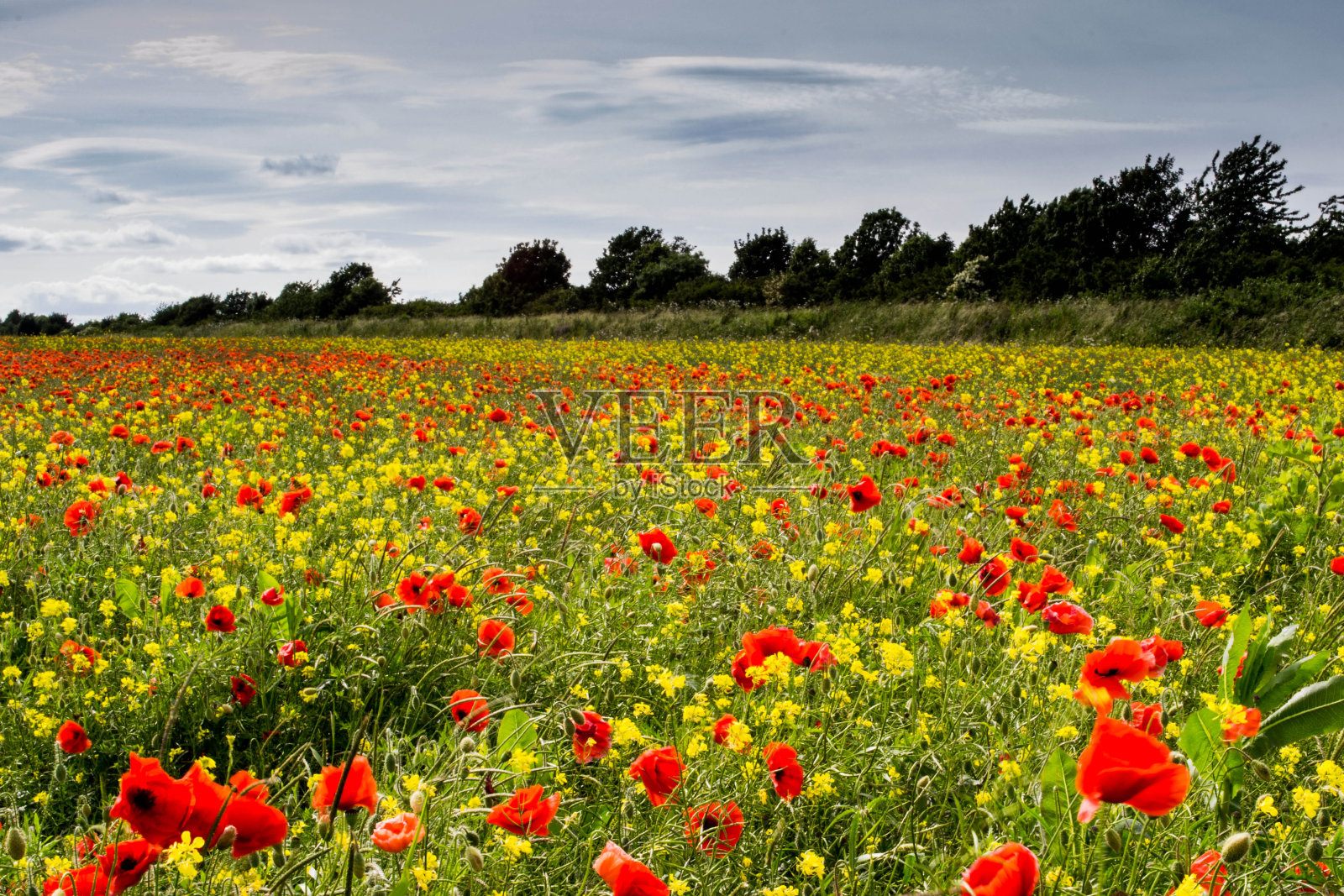 红色的罂粟田照片摄影图片