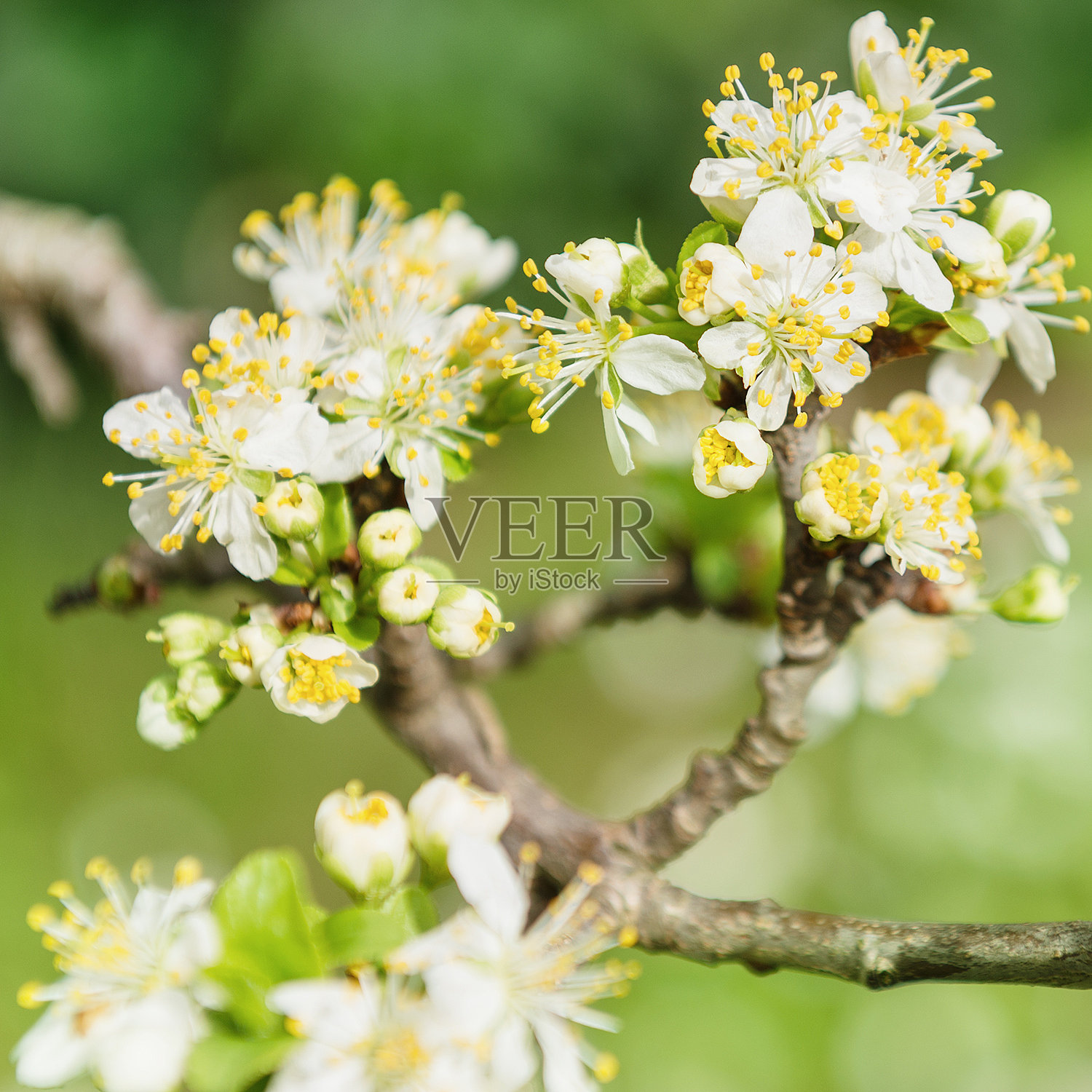 绿色上的春花照片摄影图片