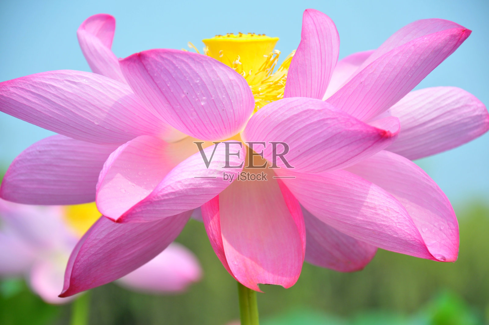 近处的粉红荷花照片摄影图片