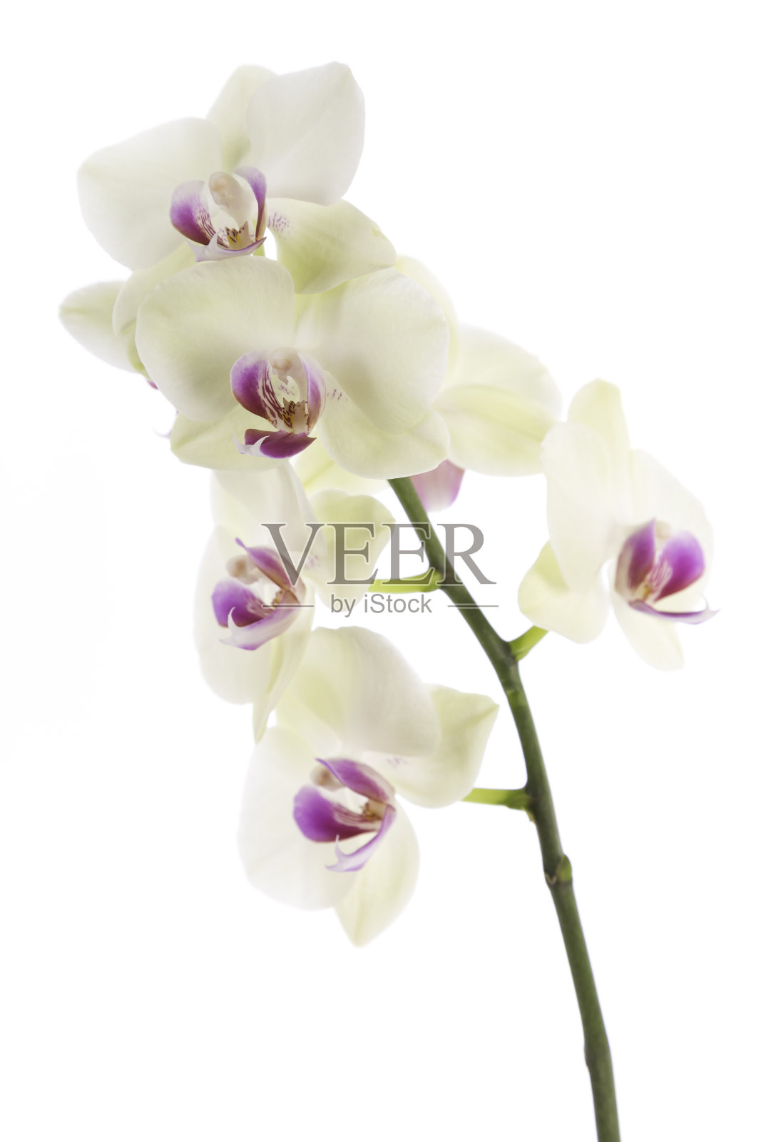 兰花在白照片摄影图片