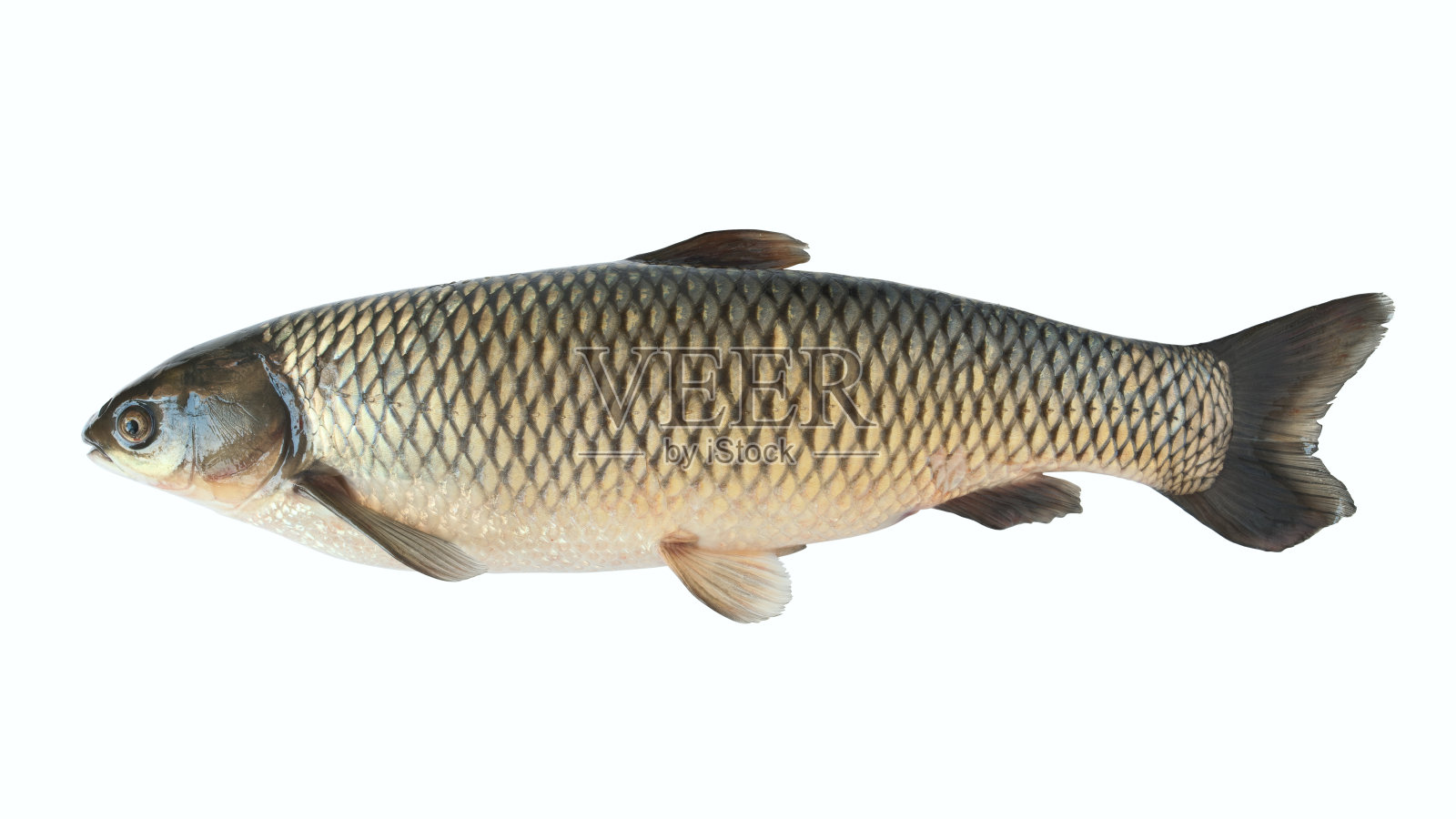 鱼照片摄影图片