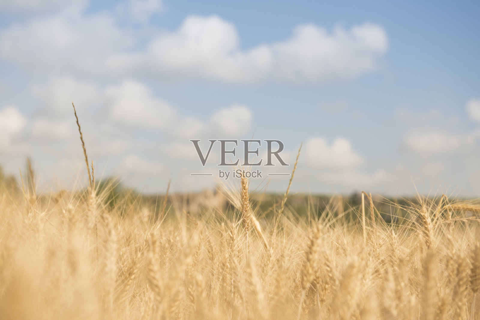 小麦照片摄影图片