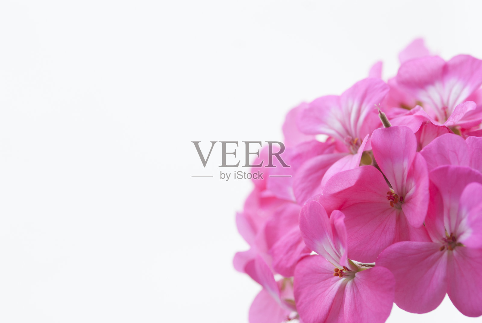 粉红色天竺葵照片摄影图片