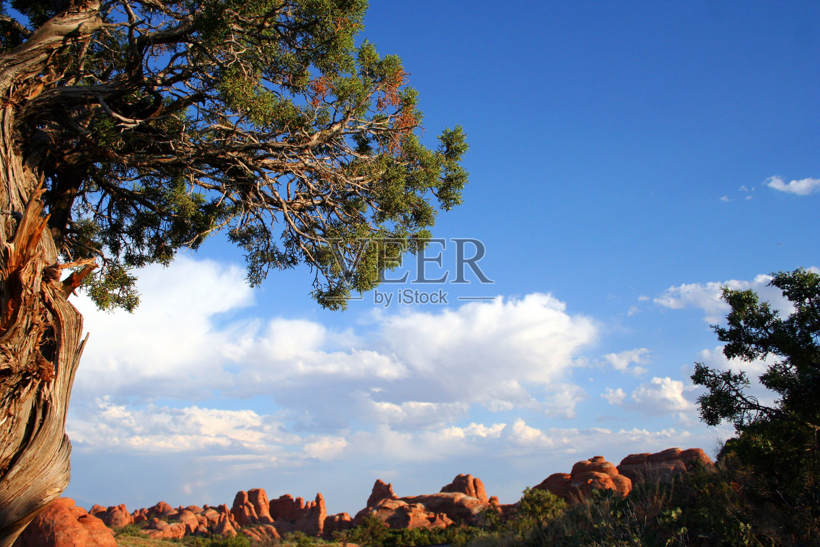 杜松树照片摄影图片