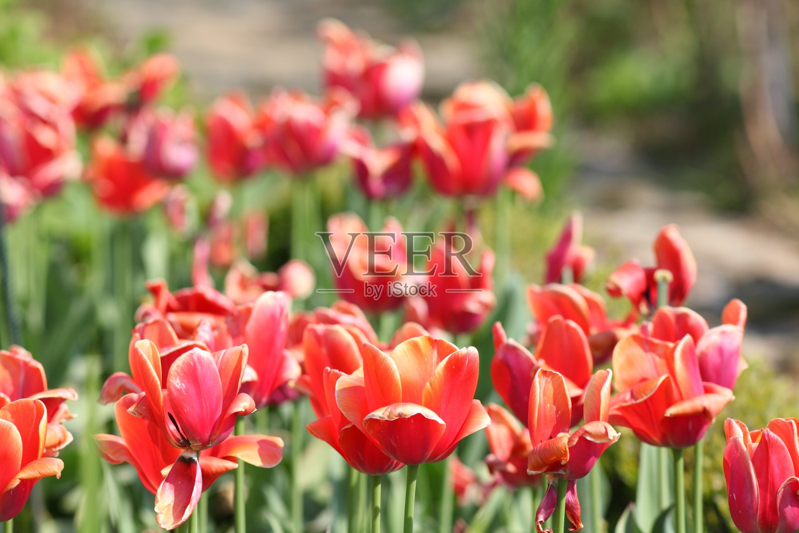 盛开的郁金香照片摄影图片