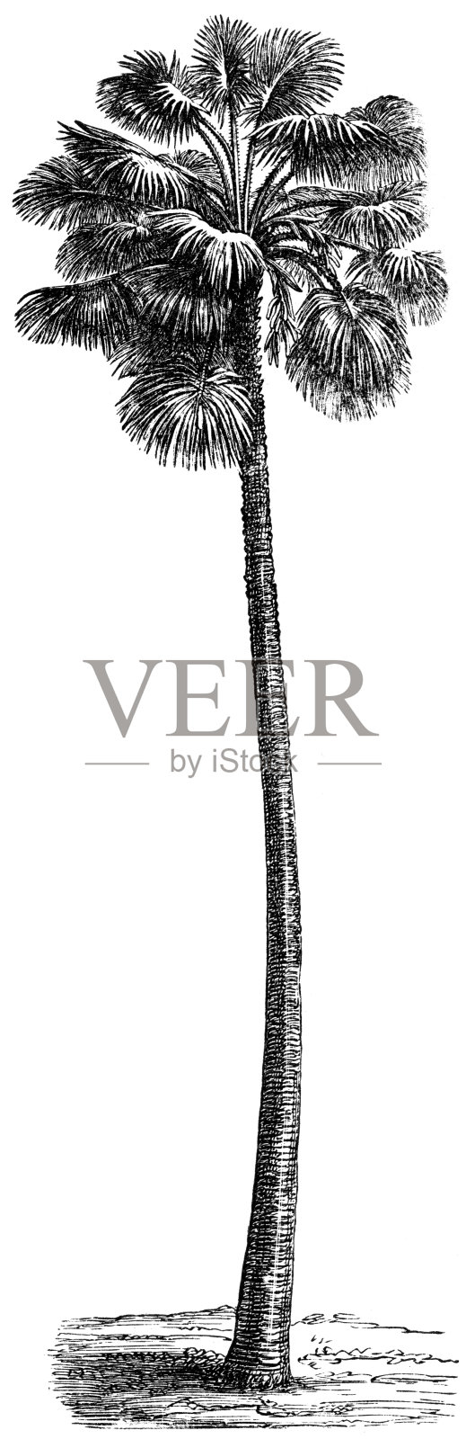 棕榈树插画图片素材