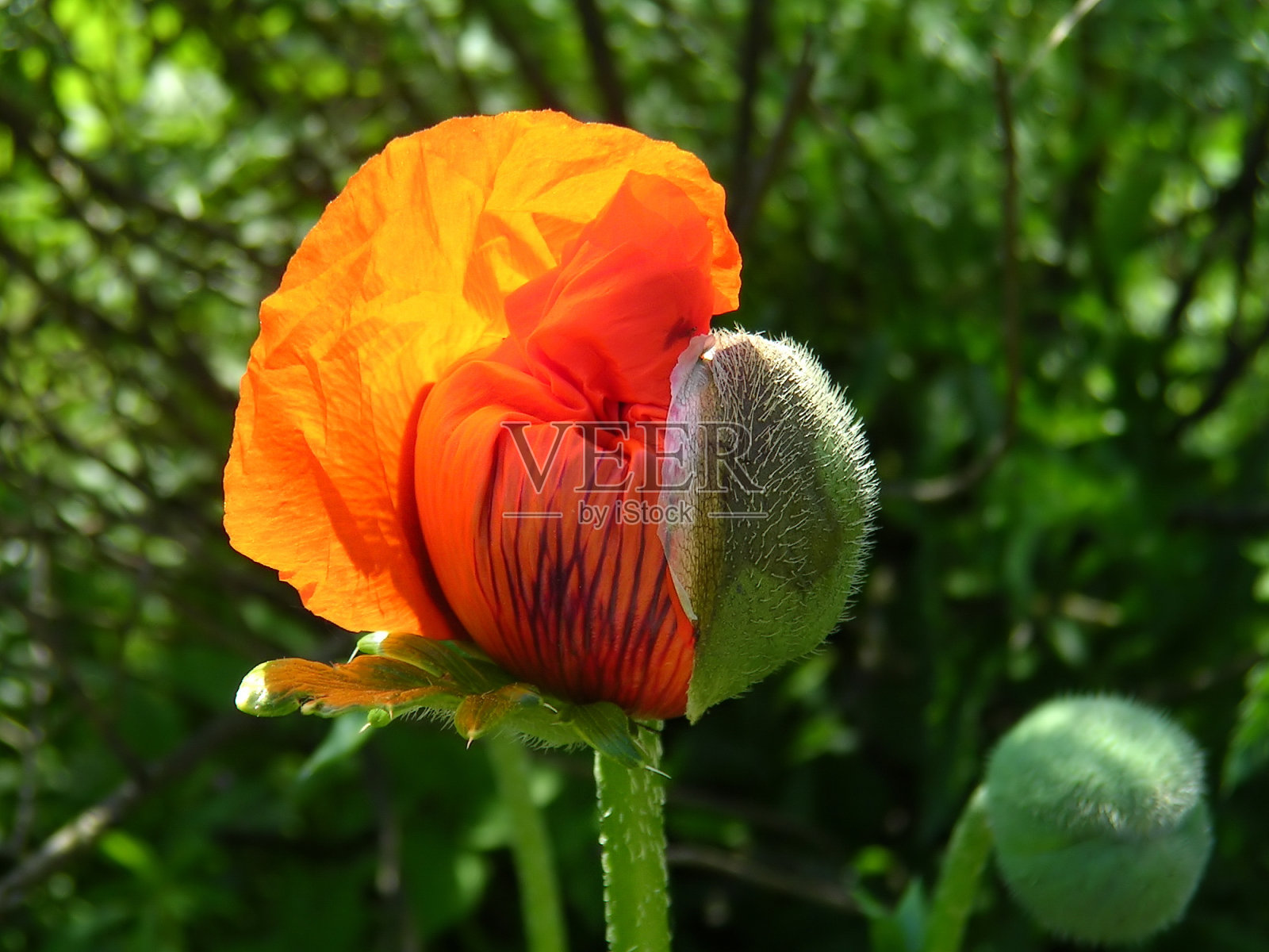 一朵花的诞生照片摄影图片