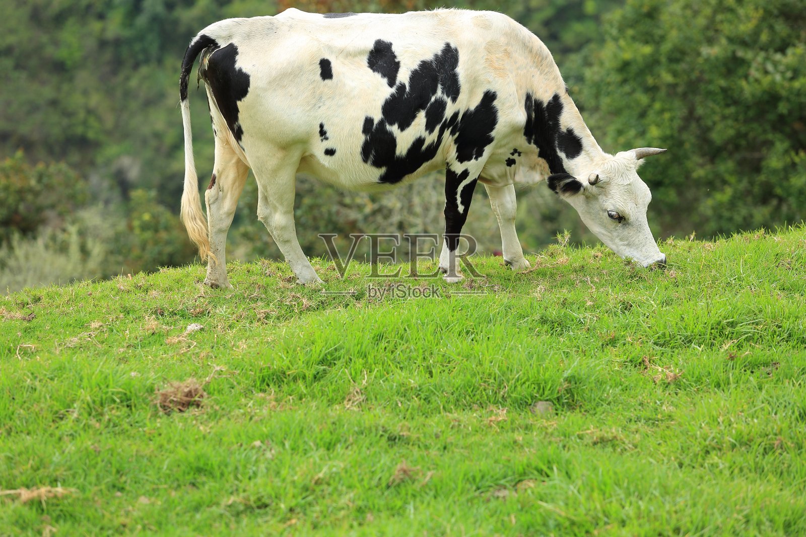 悬崖边的斑点牛照片摄影图片