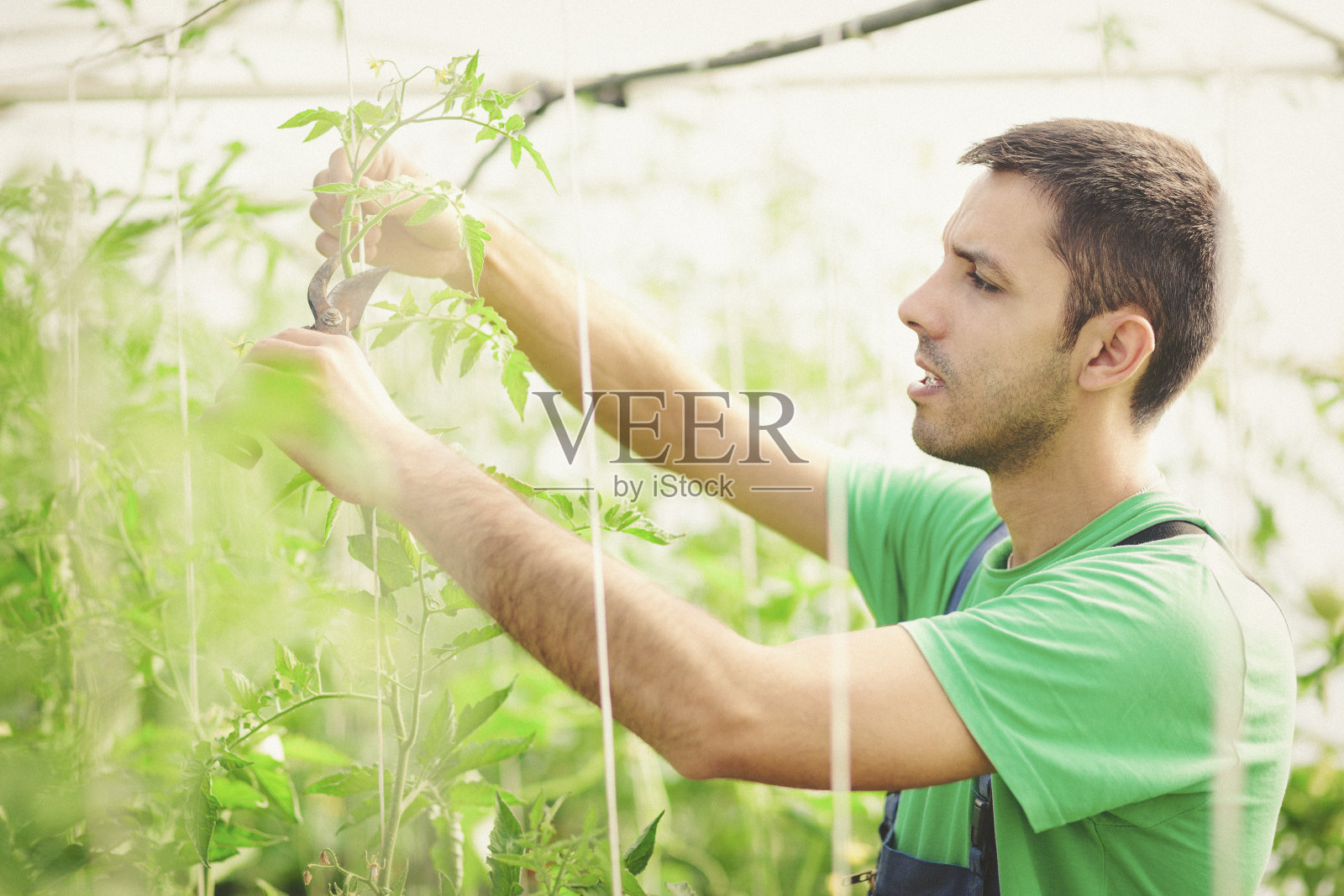 年轻人切西红柿照片摄影图片