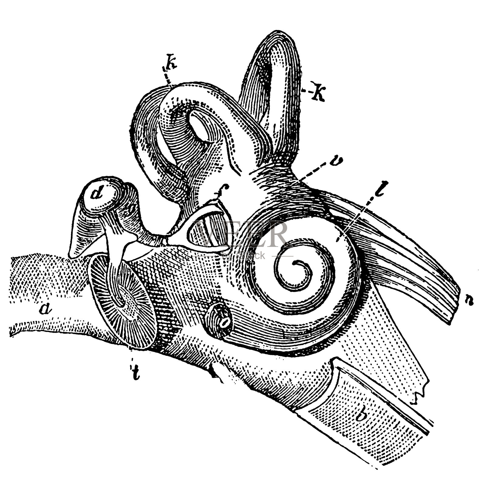 耳朵插画图片素材