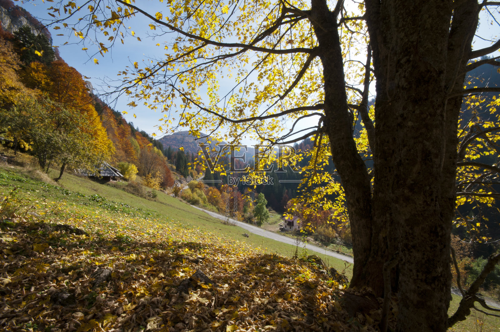 秋天的树照片摄影图片