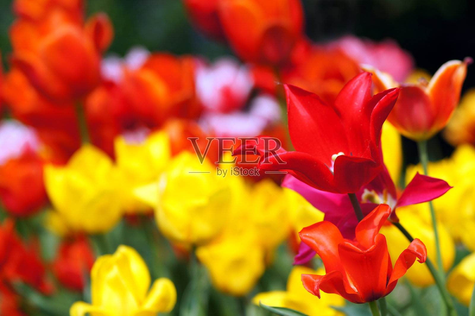 红色和黄色的郁金香照片摄影图片