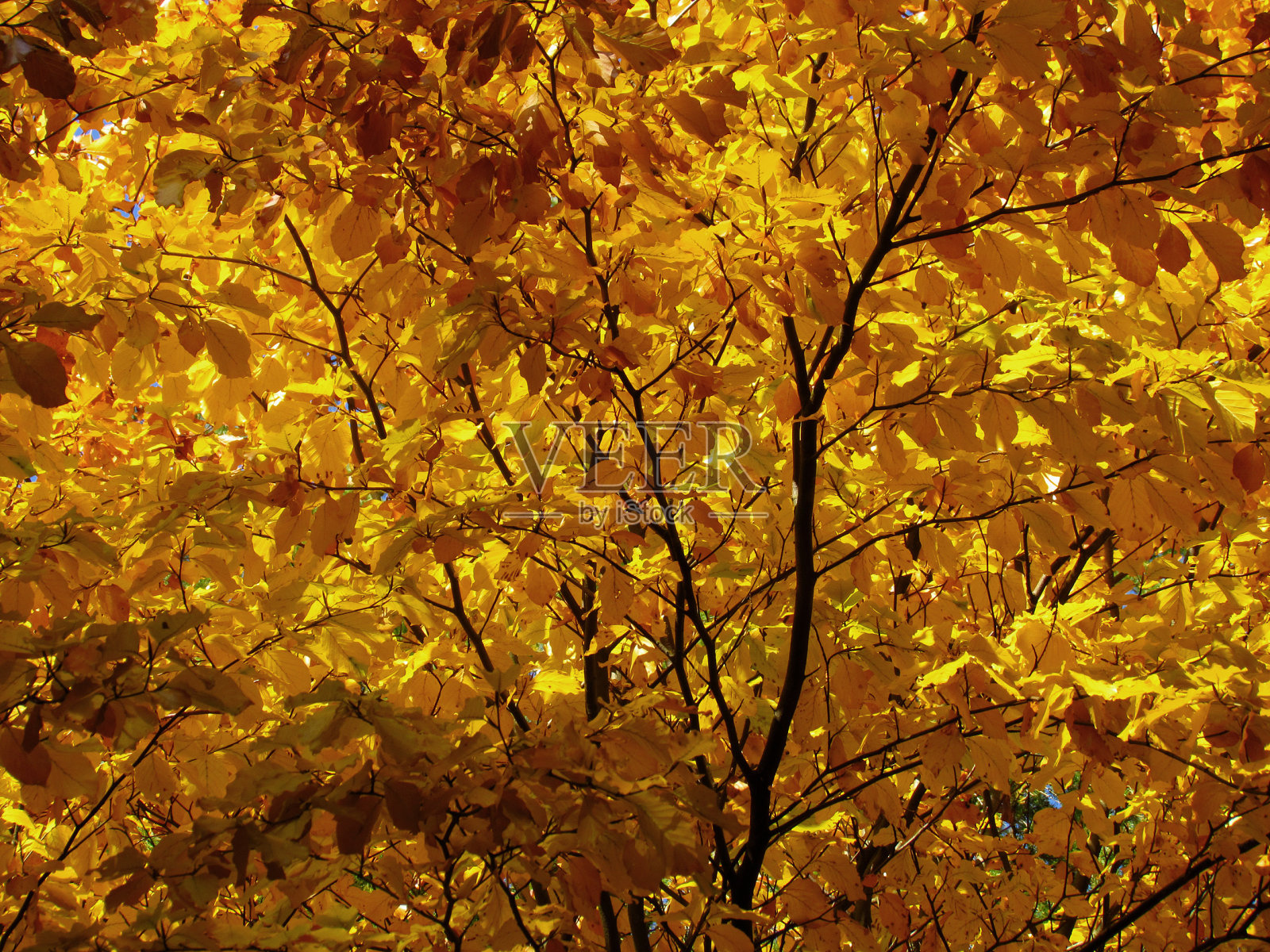 金色的树叶照片摄影图片