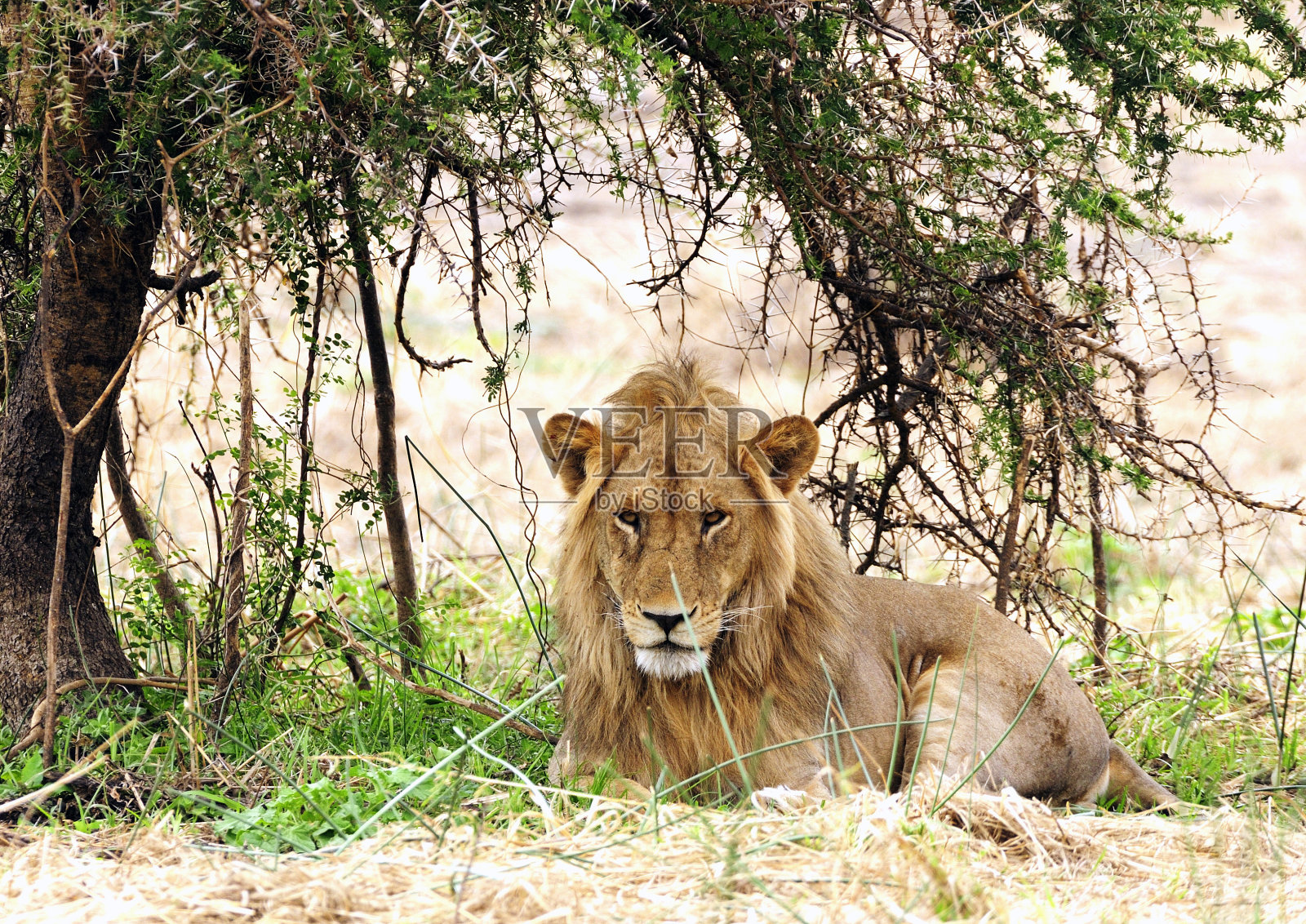野生的雄狮照片摄影图片