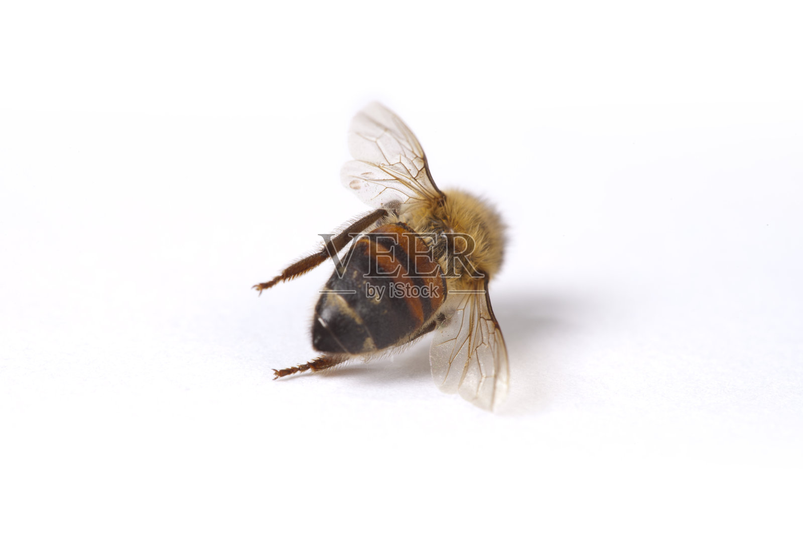 蜜蜂后视图照片摄影图片