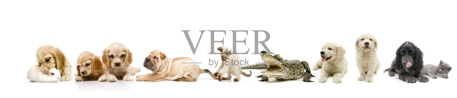 宠物照片摄影图片